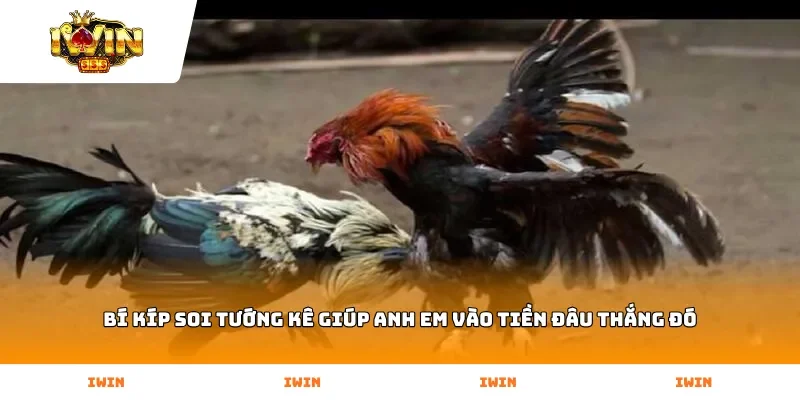 Bí kíp soi tướng kê giúp anh em vào tiền đâu thắng đó