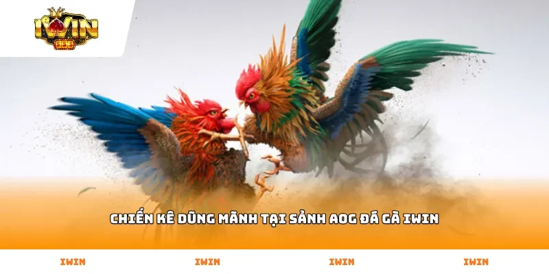 Chiến kê dũng mãnh tại Sảnh AOG Đá Gà Iwin