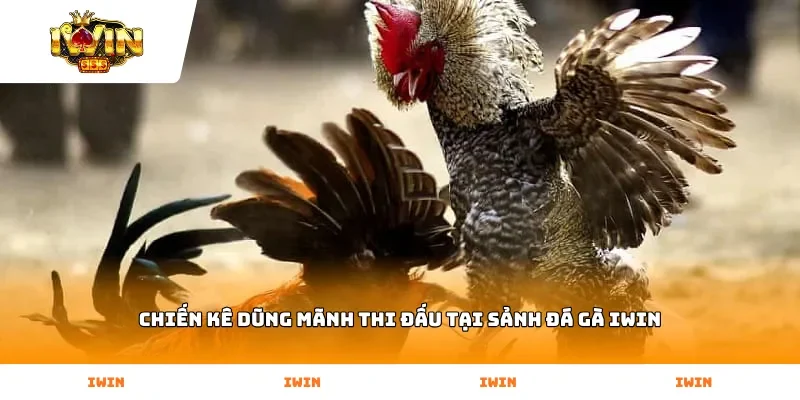 Chiến kê dũng mãnh thi đấu tại sảnh Đá Gà Iwin