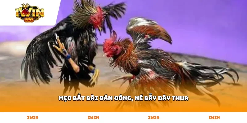 Mẹo bắt bài đám đông, né bẫy dây thua