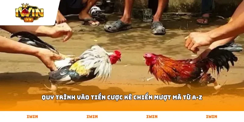 Quy trình vào tiền cược kê chiến mượt mà từ A-Z