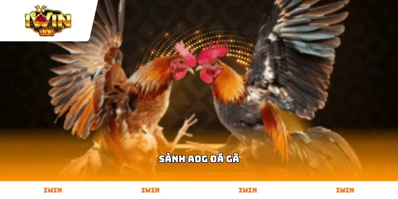 Sảnh AOG Đá Gà